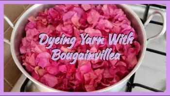 Embedded thumbnail for Dyeing Yarn With Bougainvillea - Natural Yarn Dyeing